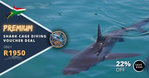 Shark Cage Diving Vouchers Gansbaai