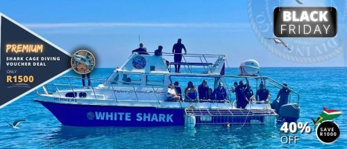 Black Friday Standard Shark Cage Diving 2025