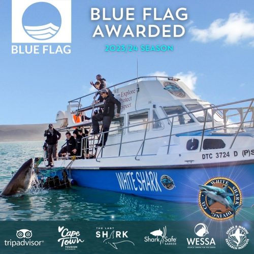 Diving into Excellence: White Shark Diving Company Awarded the Blue Flag Status