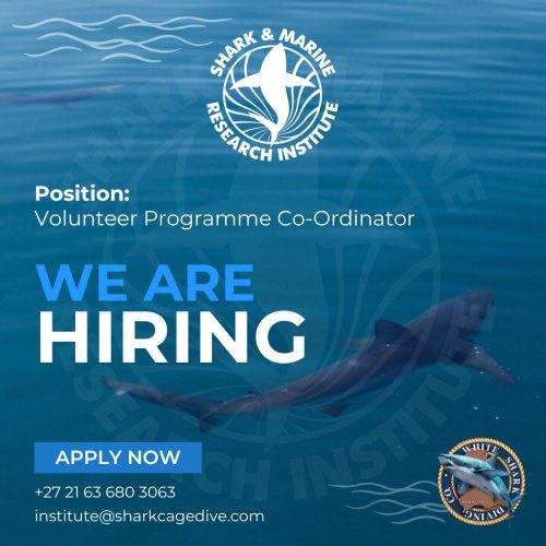 Exciting Opportunity: Join SMRI as Our New Volunteer Programme Coordinator!