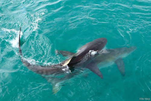 Bronze Whaler Sharks: South Africa’s Sleek, Social Predators of the Deep