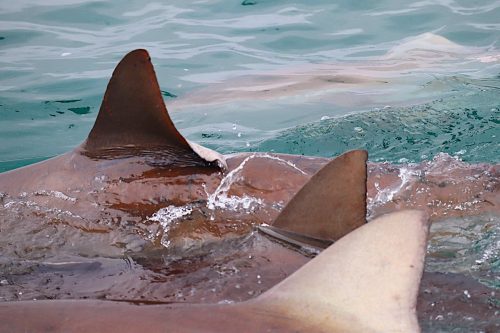 The True Value of a Shark: Alive vs Dead