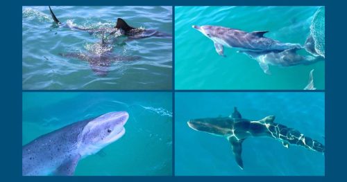 What species of sharks in Gansbaai