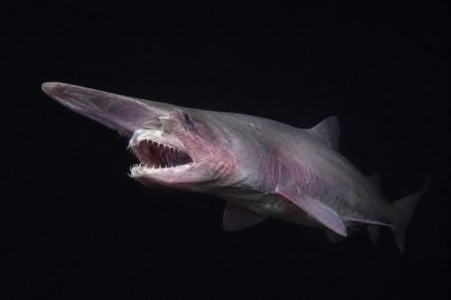 Latest shark discoveries 2026 including goblin sharks, walking sharks and great white shark research